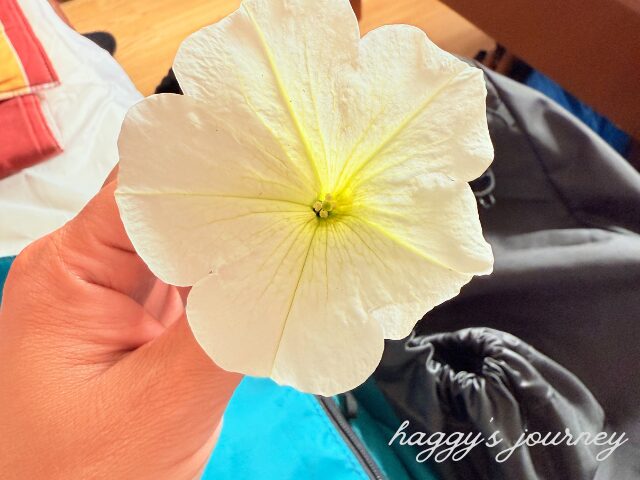 スペイン巡礼、友達からもらった花