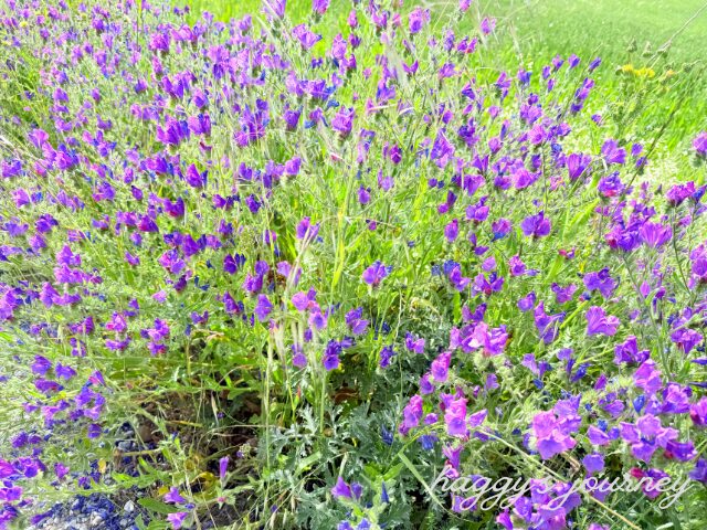 スペイン巡礼、紫の花