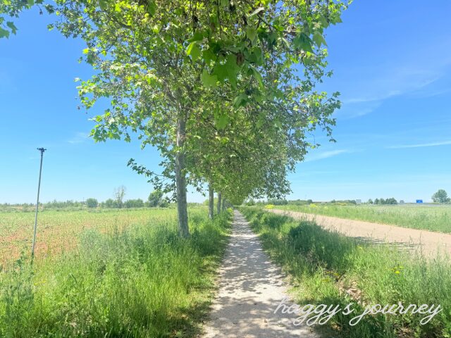 カルサダ・デル・コト