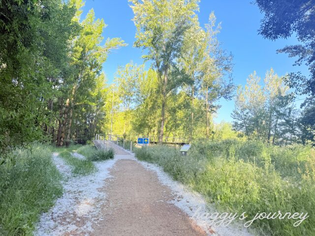 スペイン巡礼、たんぽぽの綿毛