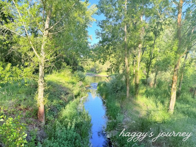 スペイン巡礼、美しい森