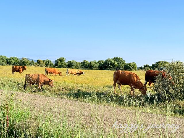 スペイン巡礼、牛