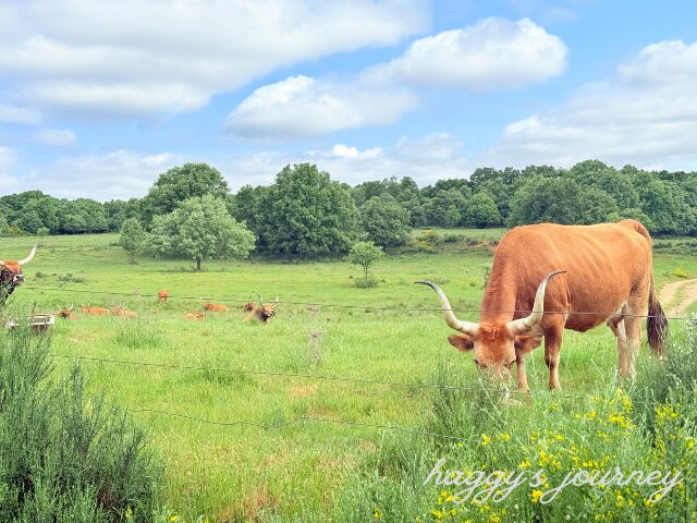 ラバナル・デル・カミーノ、牛