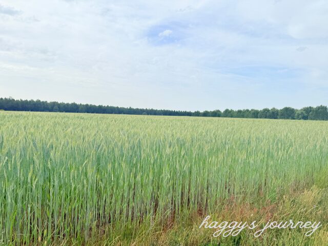 サン・フスト・デ・ラ・ベガ、草原
