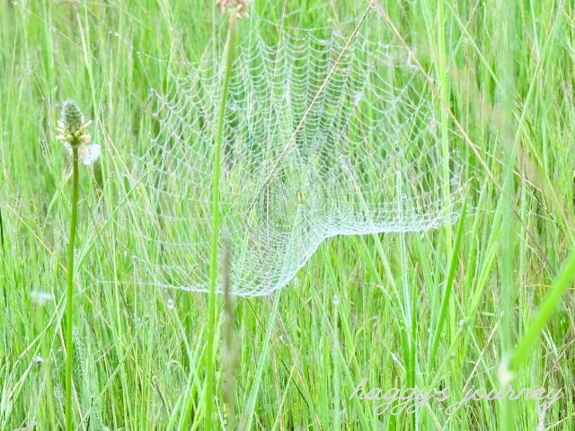 リエゴ・デ・アンブロス、蜘蛛の巣
