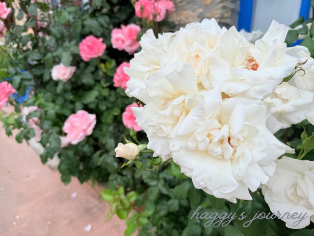 綺麗な花