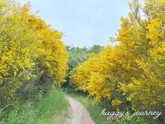 モリーナセカへの下り坂