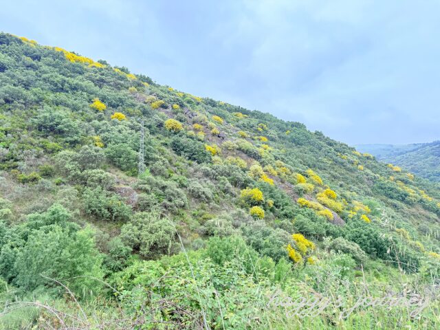 スペイン巡礼、下り坂、景色