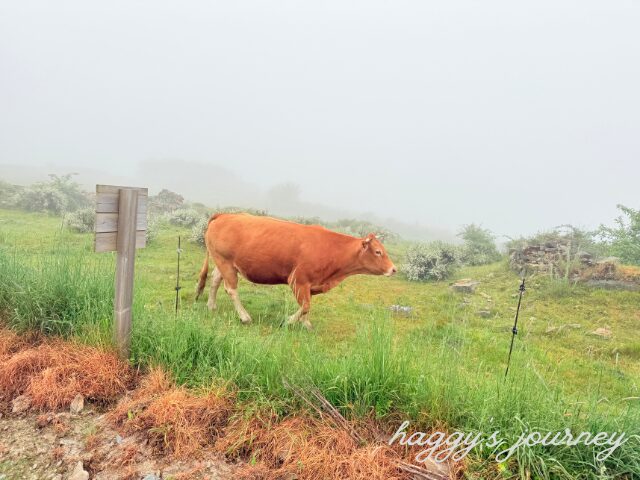 スペイン巡礼、牛、放尿