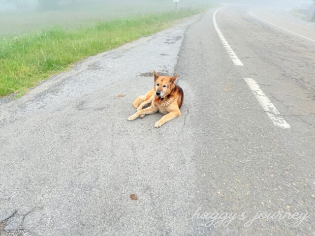 カミーノ、犬