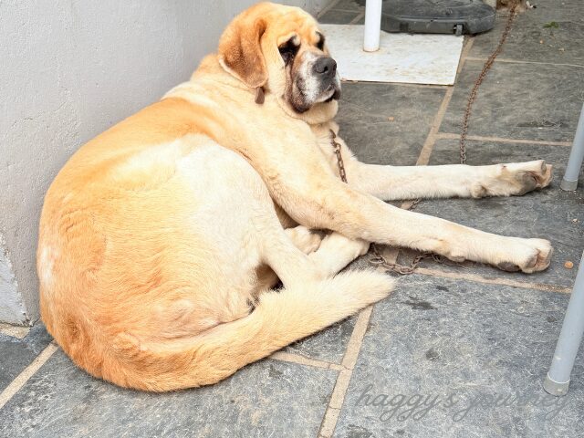 スペイン巡礼、カフェ、犬