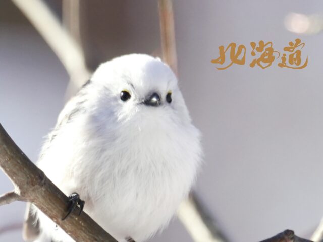 シマエナガ